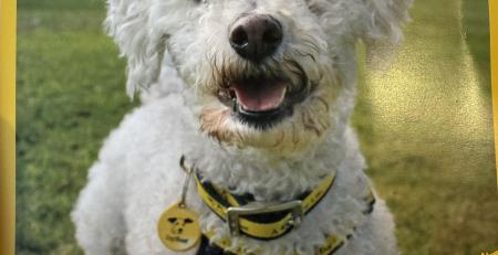 certificate of dog sponsorship with a large image of a white Bichon Frise