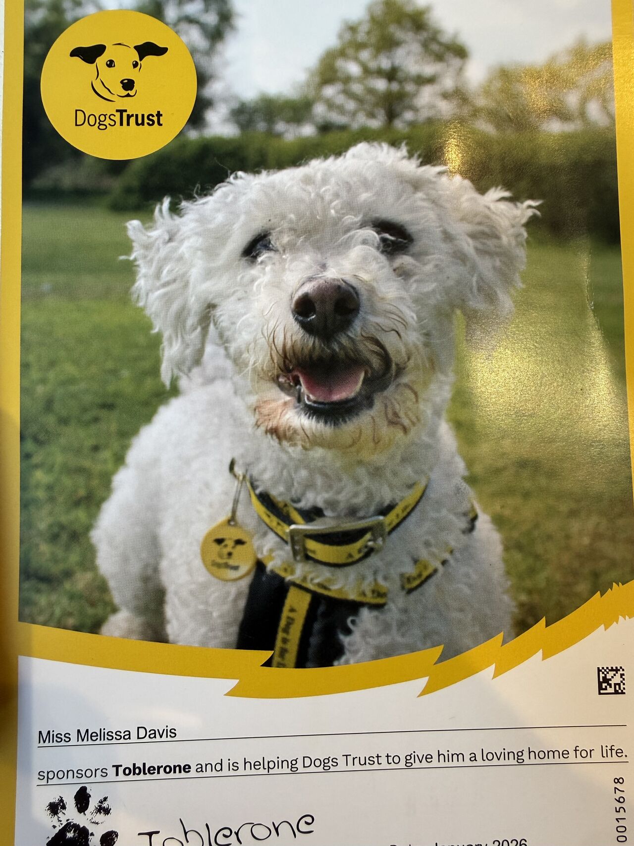 certificate of dog sponsorship with a large image of a white Bichon Frise